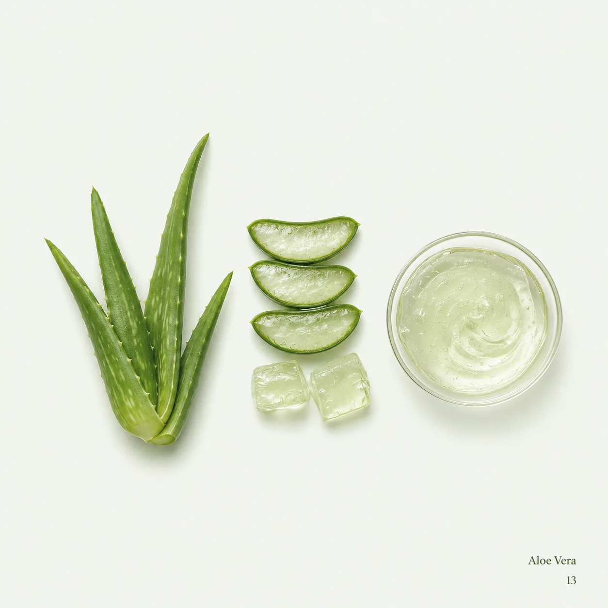 Aloe Vera — botanical ingredient research