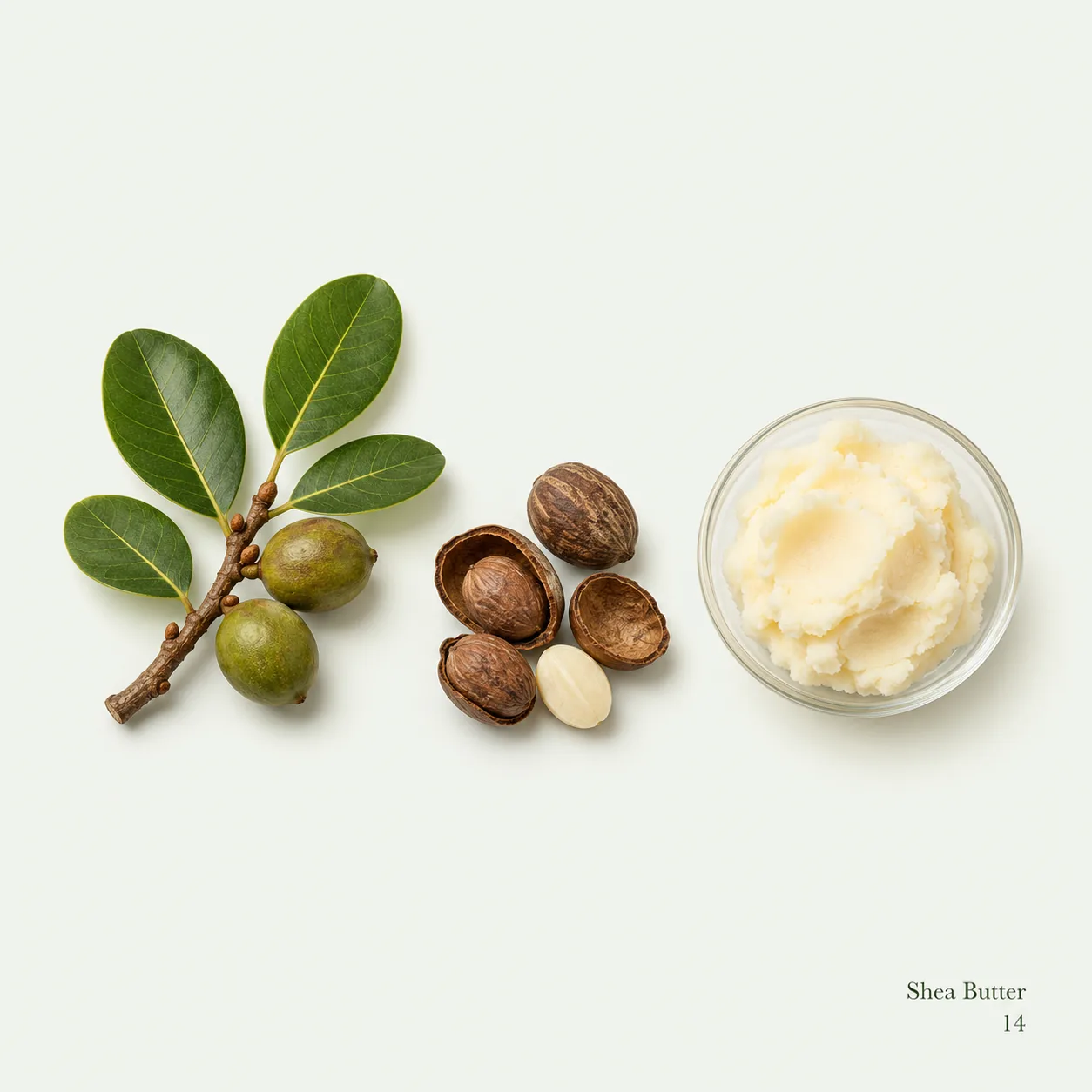 Shea Butter — ingredient