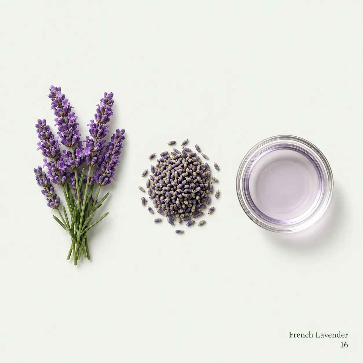 French Lavender — botanical ingredient research