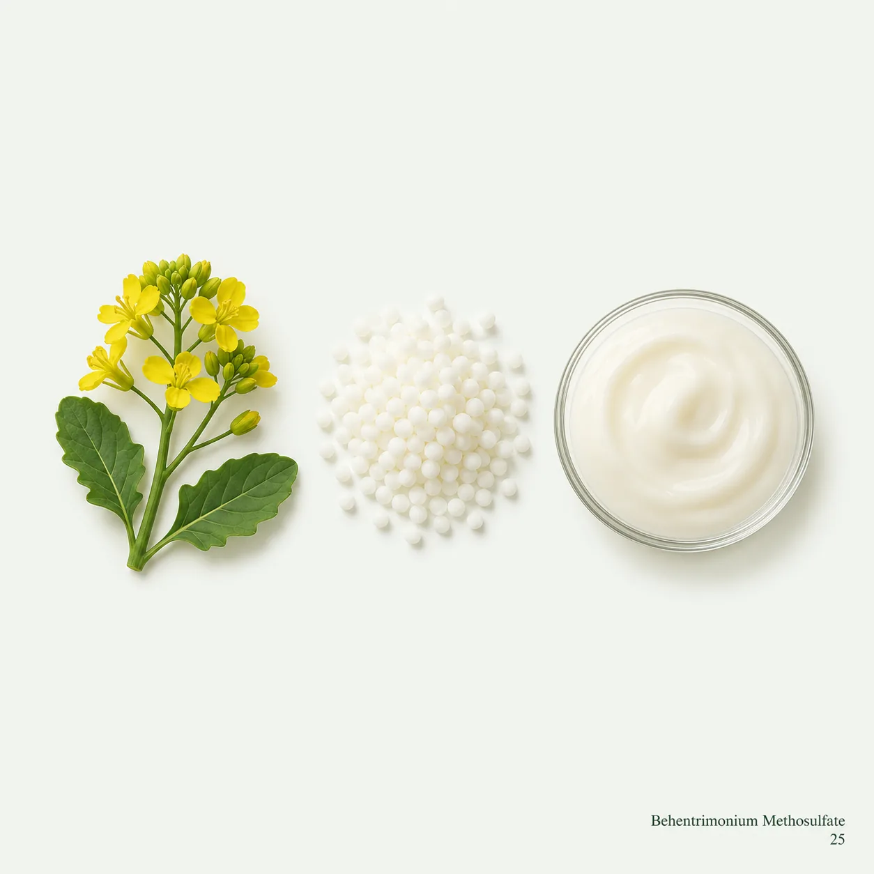 Behentrimonium Methosulfate — botanical ingredient research