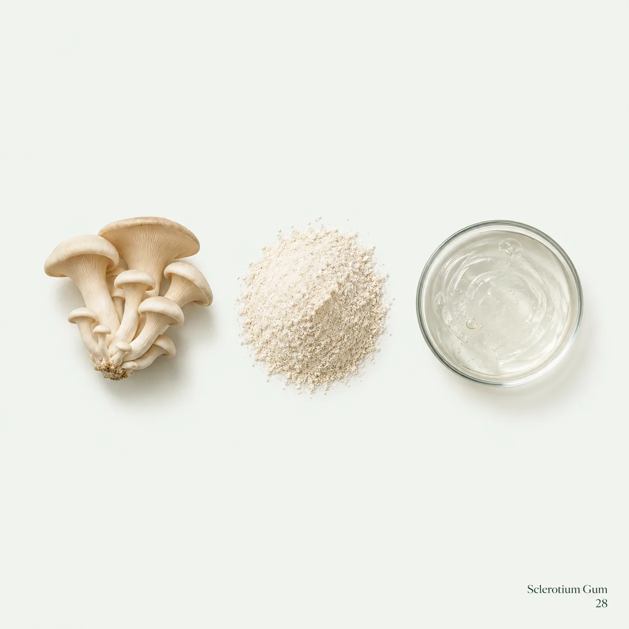 Sclerotium Gum — botanical ingredient research