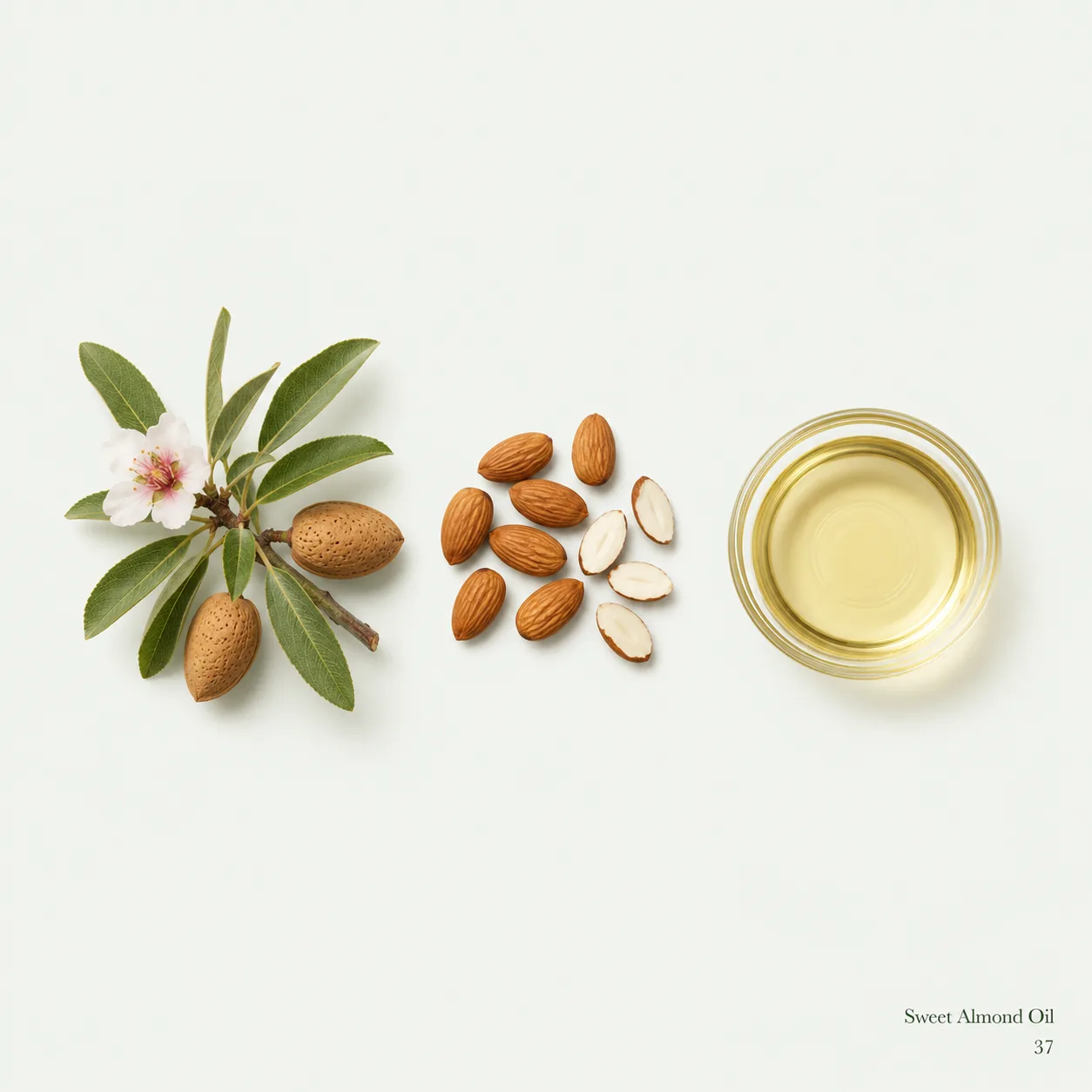 Sweet Almond Oil — ingredient